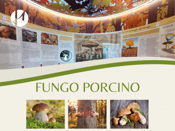 Fungo Porcino 